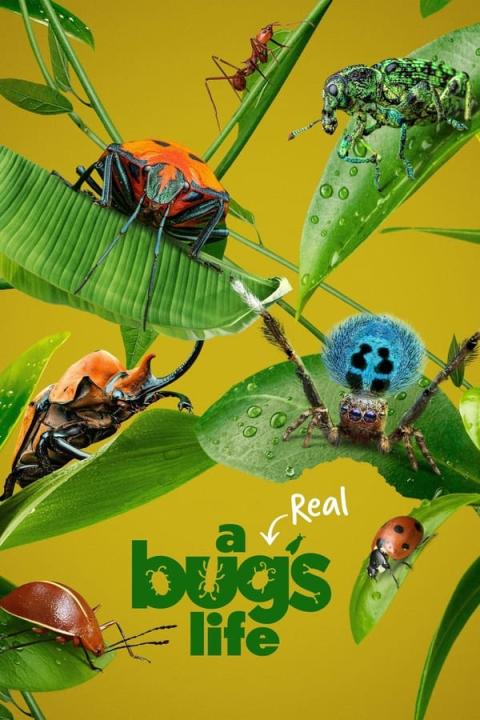 مسلسل A Real Bug&#8217;s Life الموسم الاول الحلقة 1 مترجمة